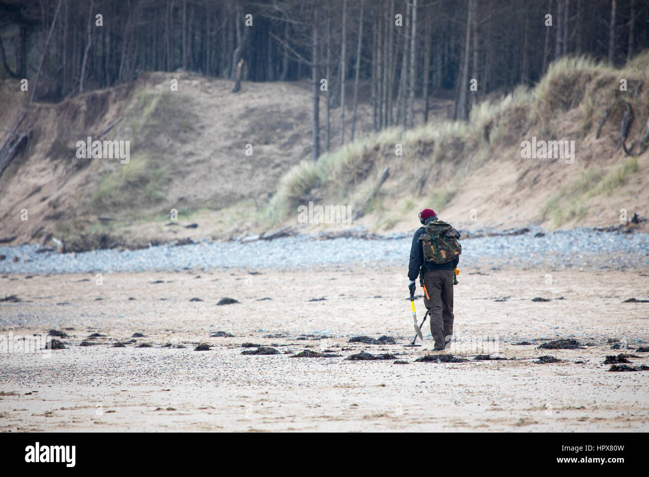 Man metal detecting on a sandy beach at Newborough, Anglesey Stock Photo Alamy
