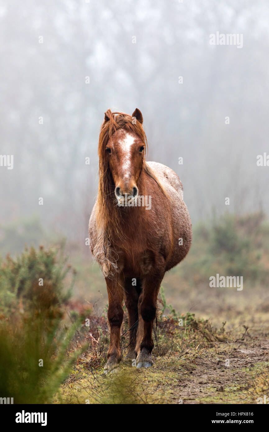 Wild Carneddau Pony alone in a SSSI in Lixwm to keep vegetation down to enable wild flowers to flourish Stock Photo