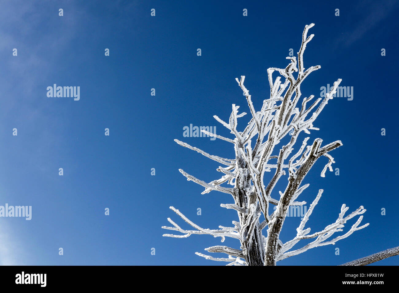 High tree beautiful natural hi-res stock photography and images - Alamy