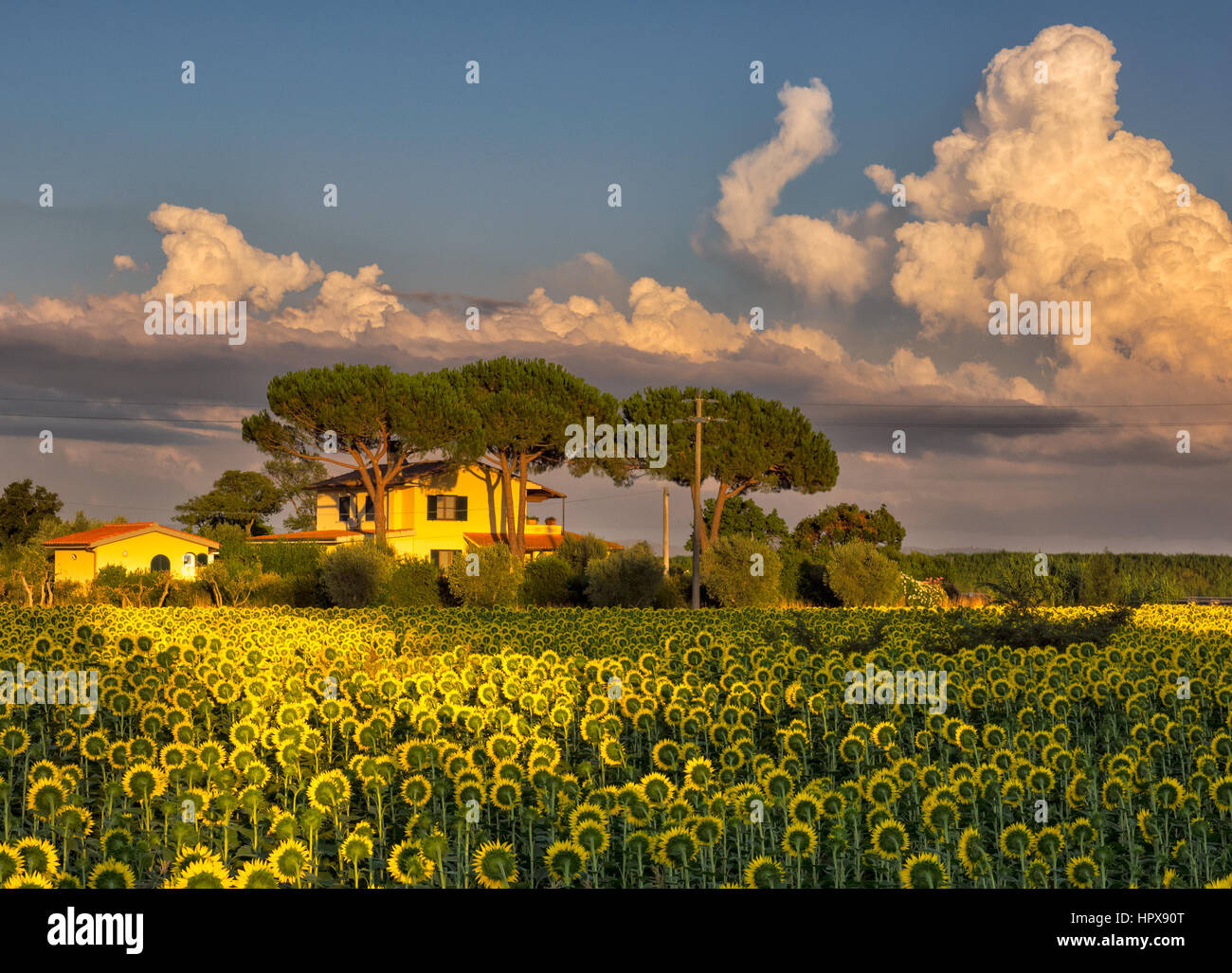 Sunflowers at Sunset in Tuscany Stock Photo - Alamy