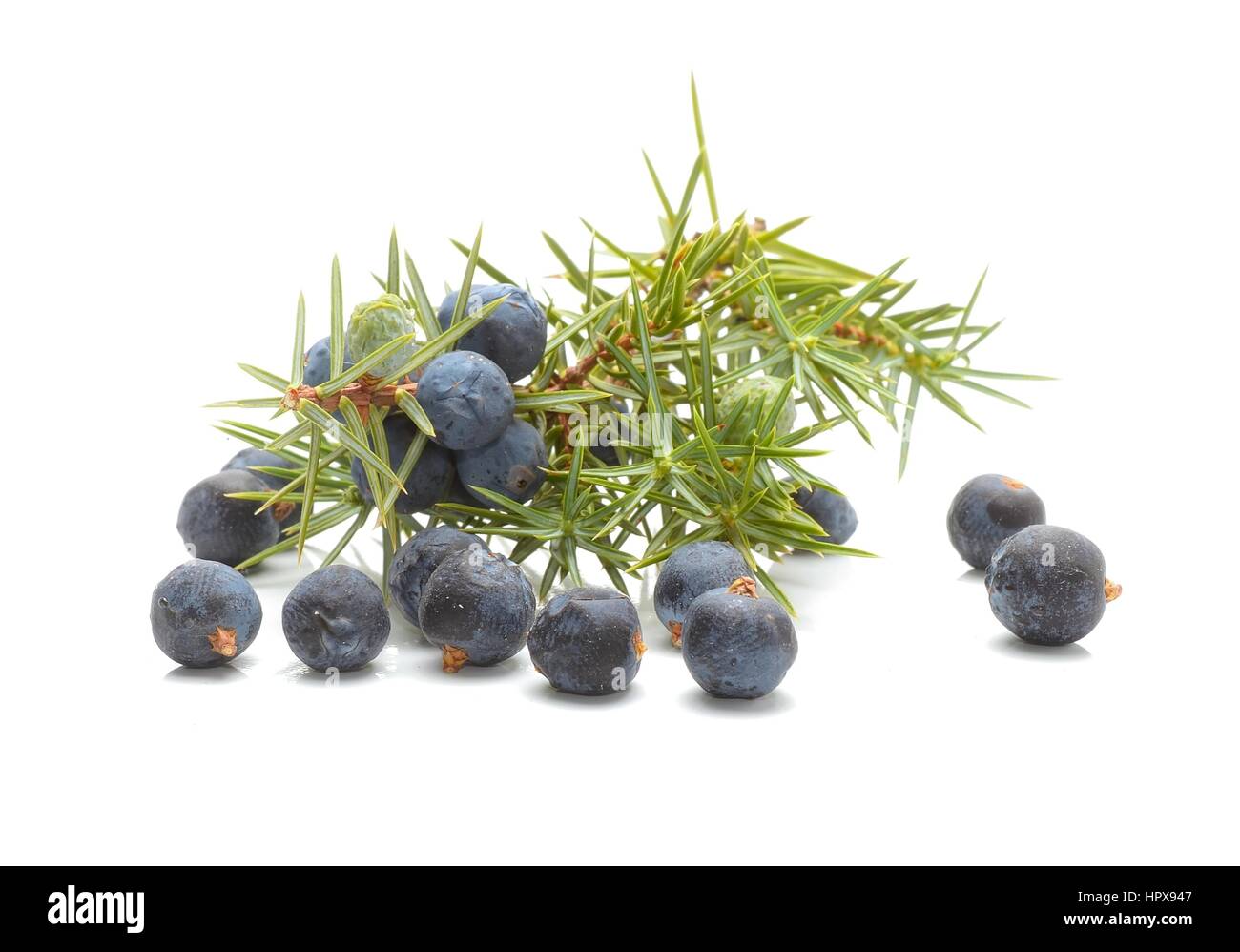 Ягоды можжевельника (Juniperus communis)