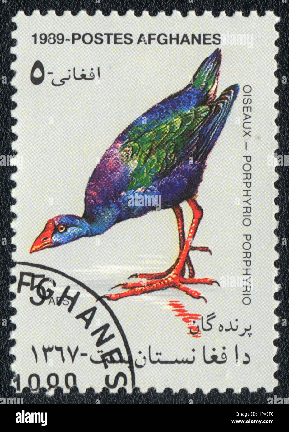 A postage stamp printed in Afghanistan  shows a bird Porphyrio porphyrio, from series Oiseaux, circa 1989 Stock Photo