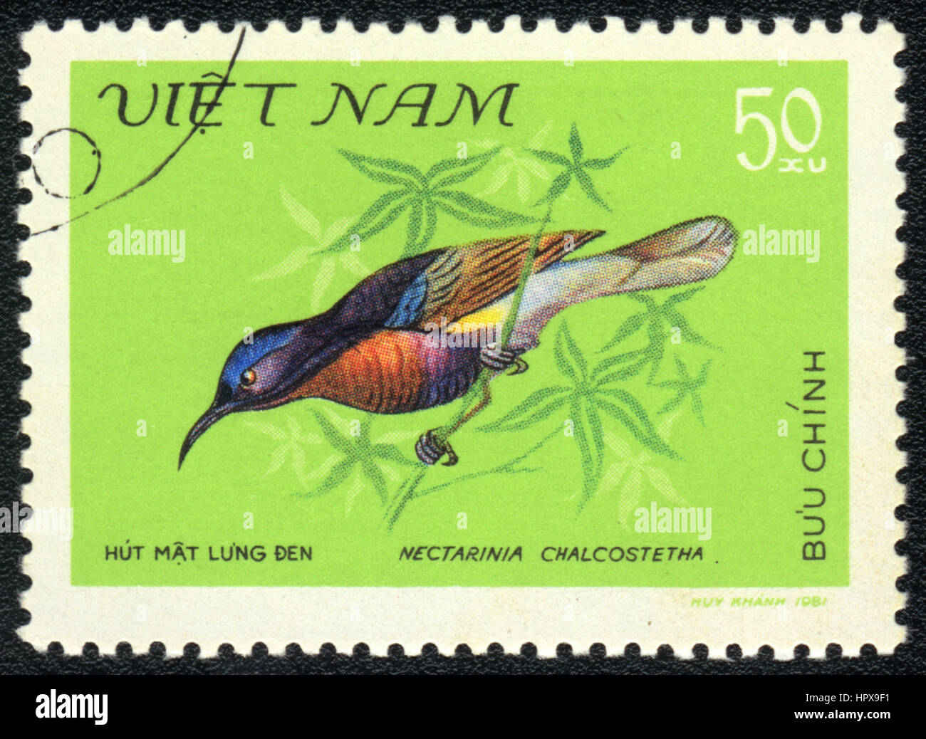 A postage stamp printed in Vietnam  shows a bird  Purple-rumped Sunbird (Nectarinia Chalcostetha), from series Asian small bird,  1981 Stock Photo