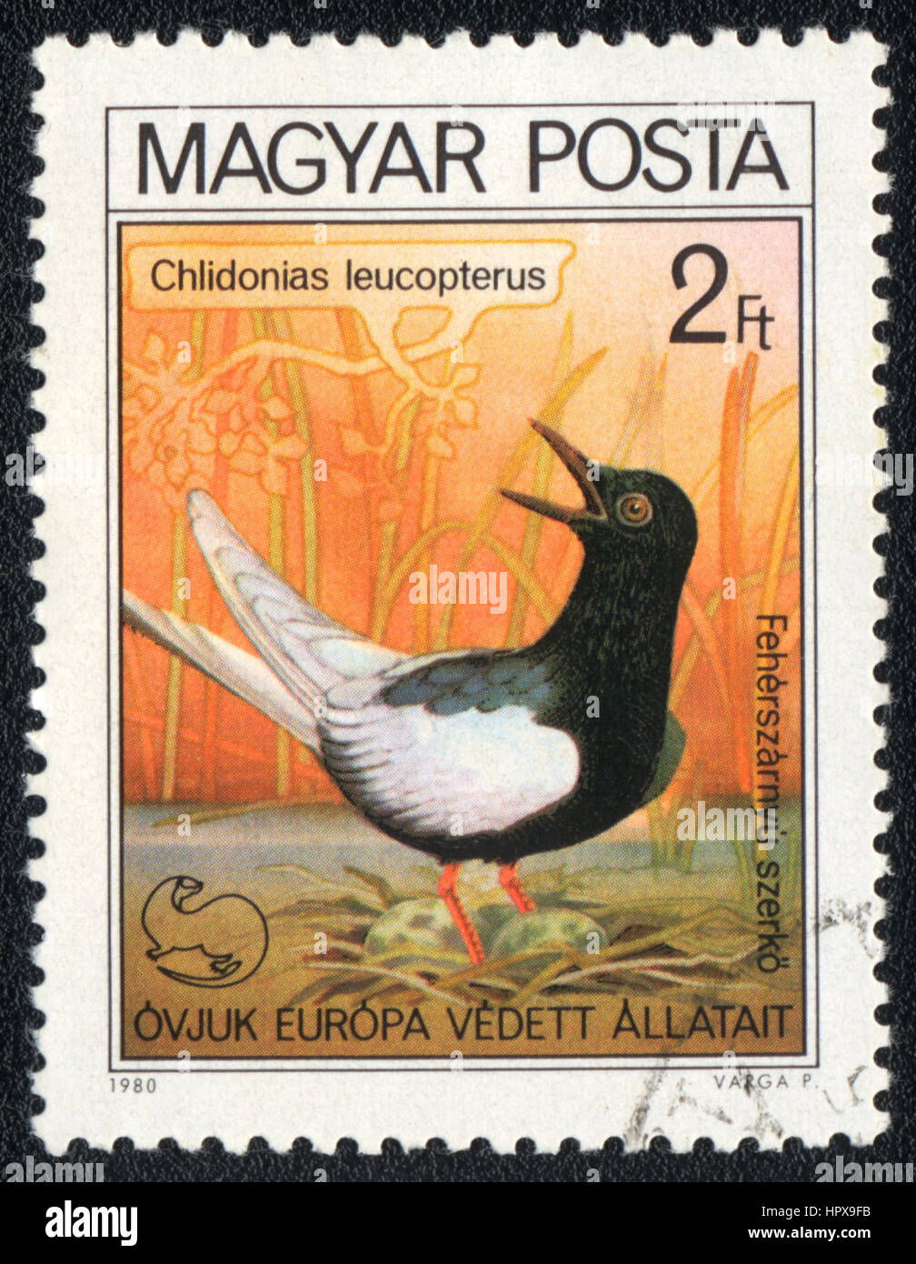 A postage stamp printed in Hungary  shows a bird  White-winged Tern (Chlidonias leucopterus), from series bird's nest, circa 1980 Stock Photo