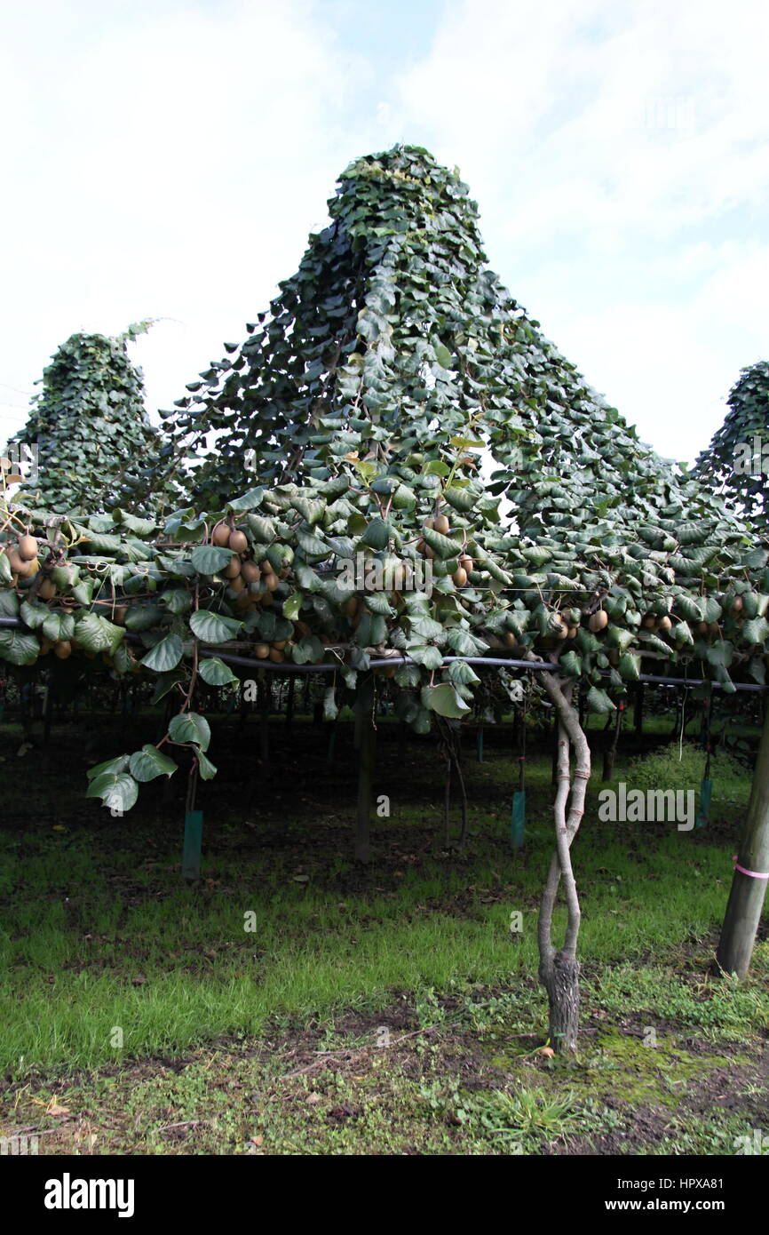 Kiwi fruit new zealand hires stock photography and images Alamy