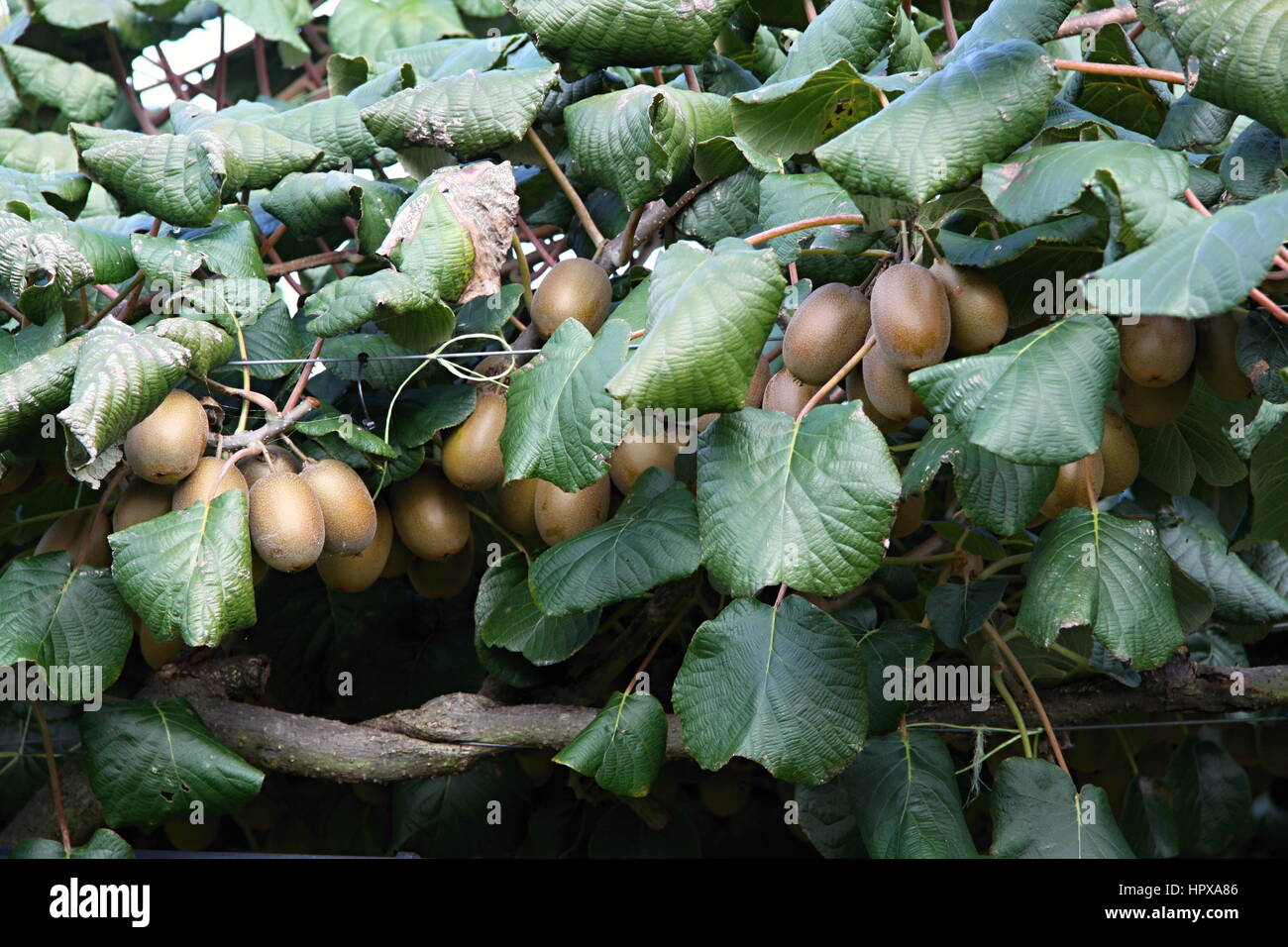 Kiwi Fruit New Zealand Stock Photos & Kiwi Fruit New Zealand Stock