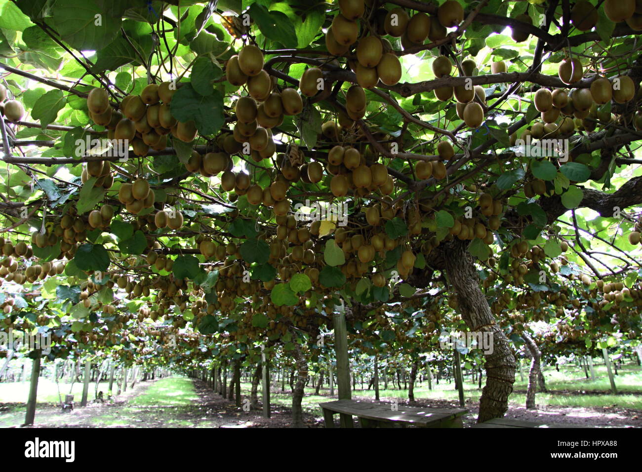 Kiwi fruit new zealand hires stock photography and images Alamy