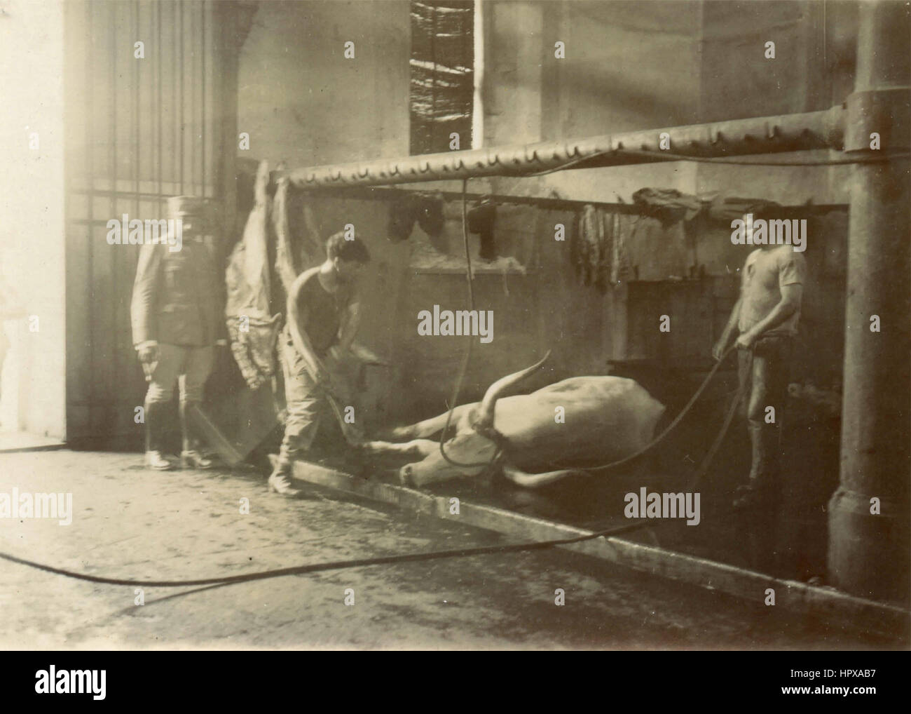 Inside the slaughterhouse, Italy Stock Photo