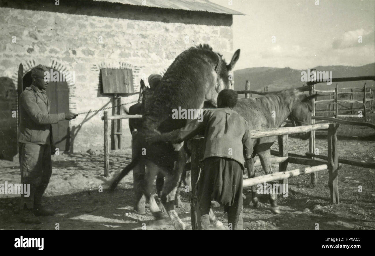 Donkeys mating, Italy Stock Photo