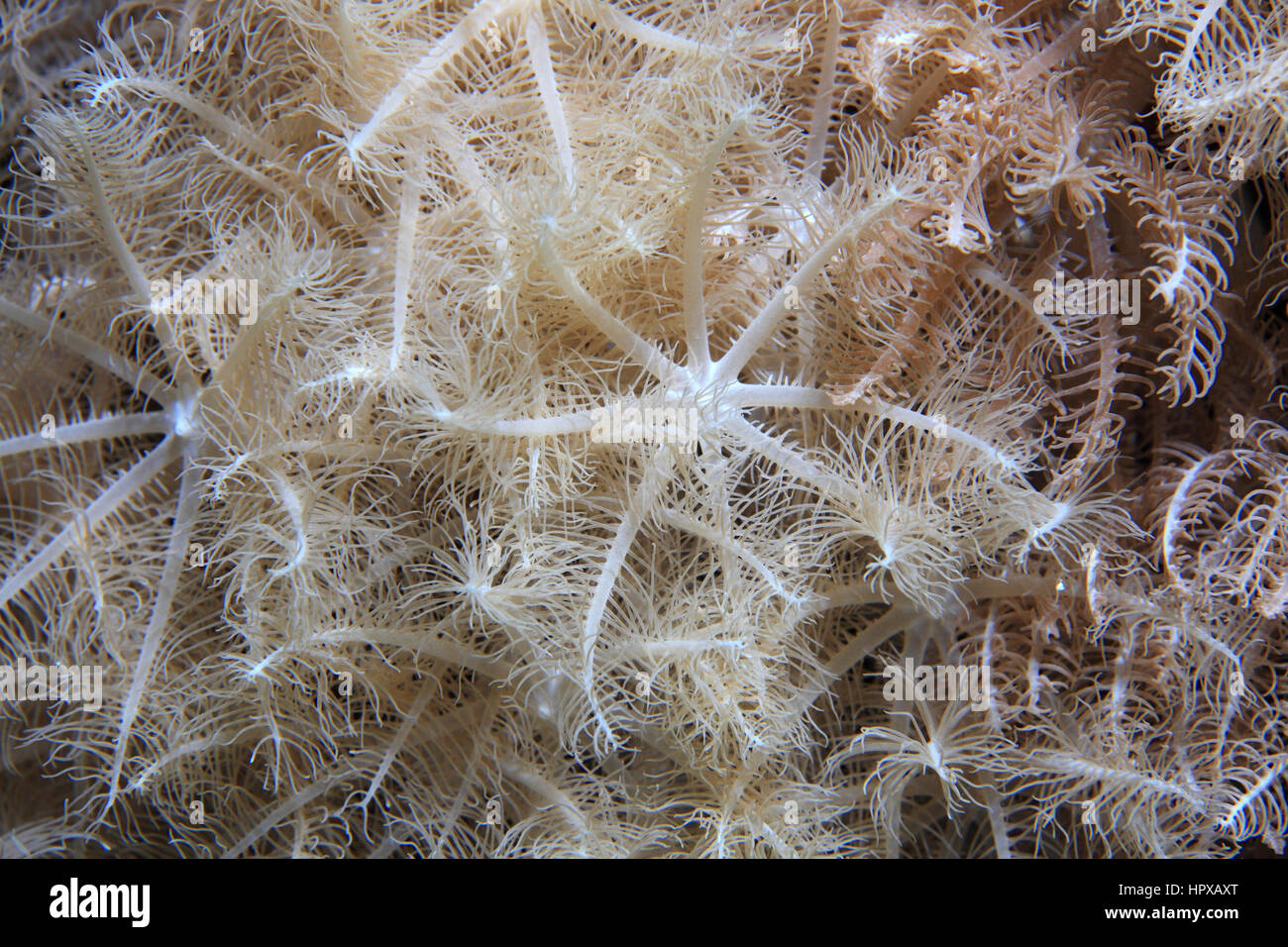 Anthelia soft coral polyps (Anthelia sp.) underwater in the coral reef of the Red Sea Stock Photo