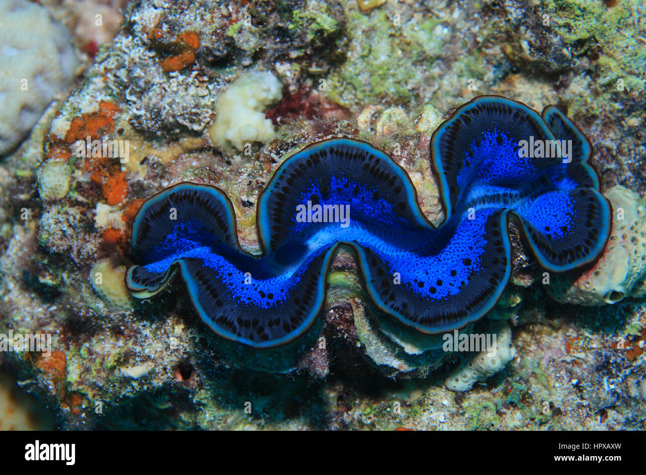 Fluted giant clam (Tridacna squamosa) underwater in the tropical coral reef of the Red Sea Stock Photo