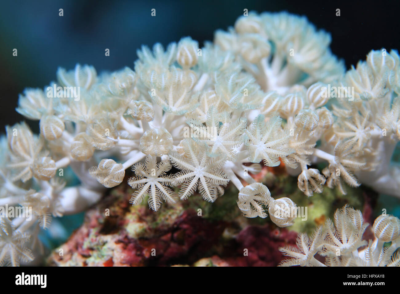 White pulse coral (Xenia umbellata) underwater in the coral reef of the Red Sea Stock Photo