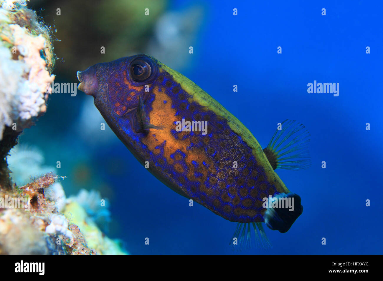 Bluetail trunkfish (Ostracion cyanurus) underwater in the tropical Red Sea Stock Photo