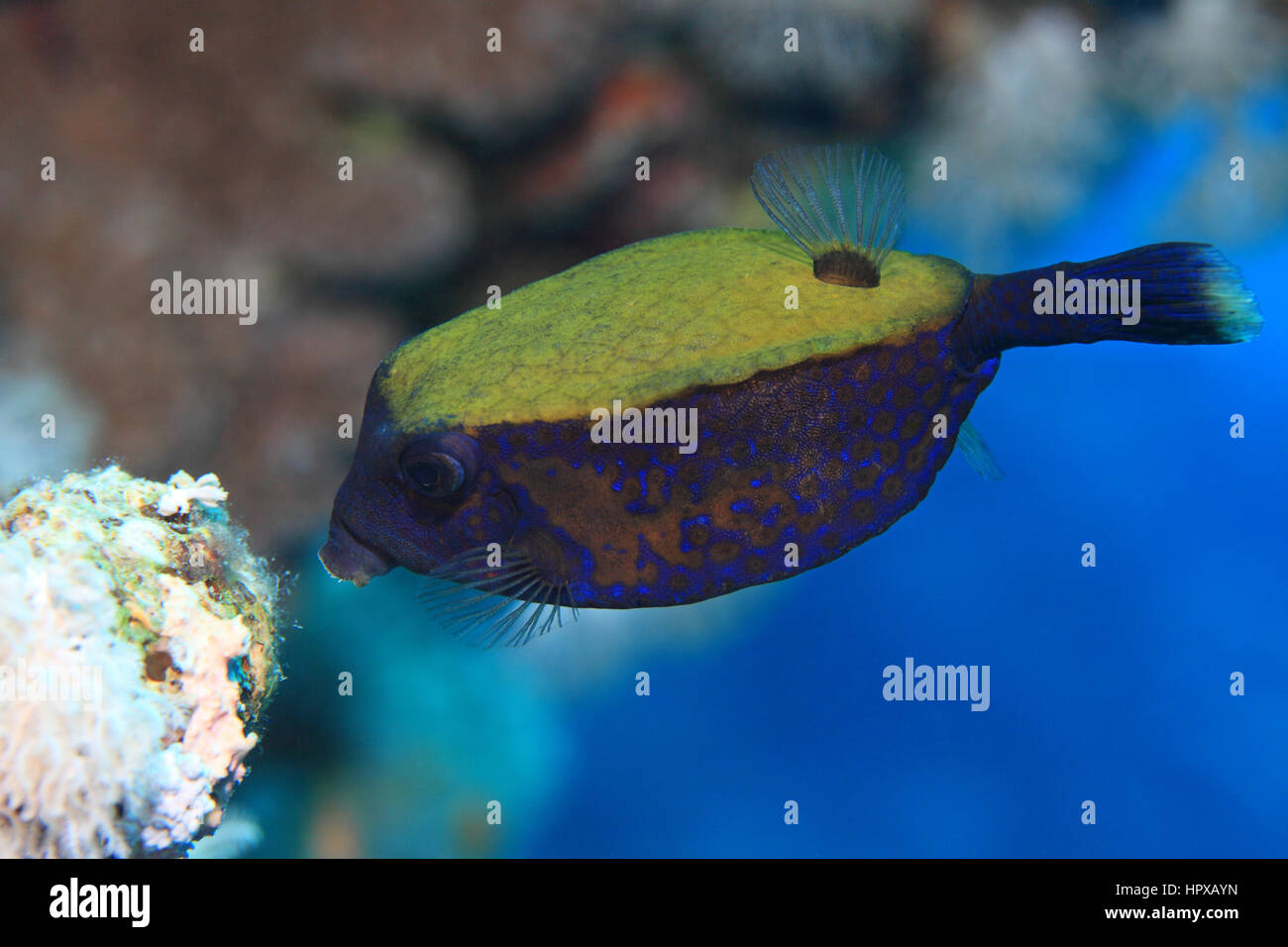 Bluetail trunkfish (Ostracion cyanurus) underwater in the tropical Red Sea Stock Photo
