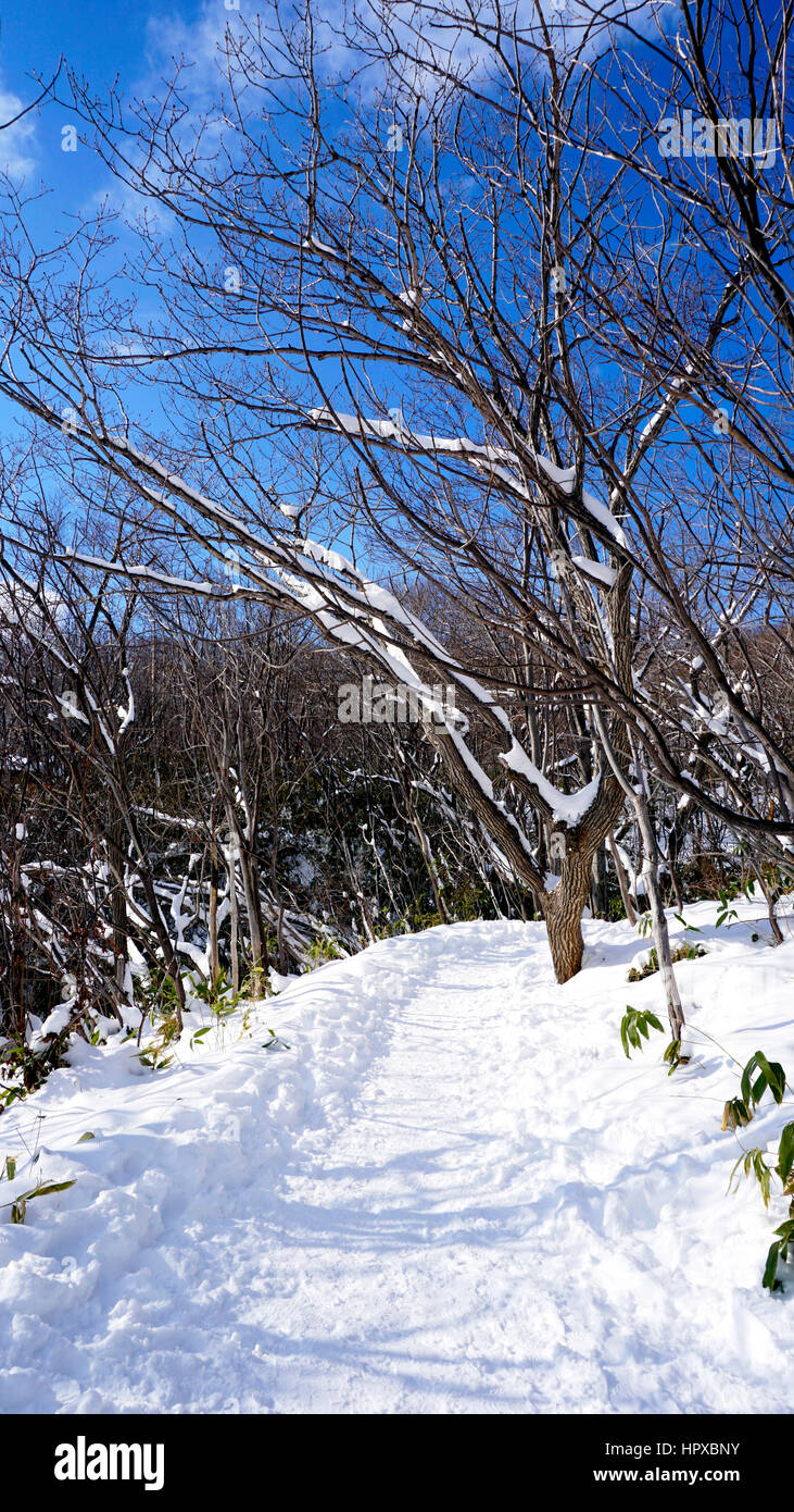 Snow and walkway in the forest Noboribetsu onsen snow winter national park in Jigokudani, Hokkaido, Japan Stock Photo
