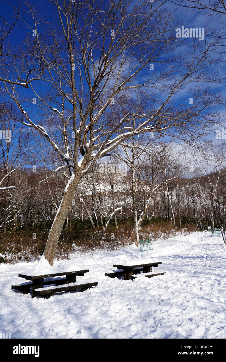 Snow and bench in the walkway forest Noboribetsu onsen snow winter national park in Jigokudani, Hokkaido, Japan Stock Photo