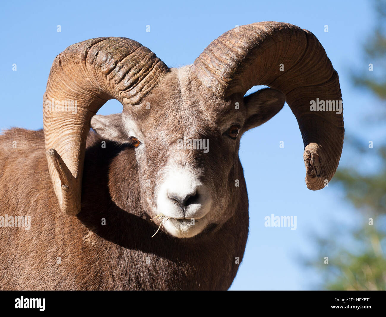 Portrait of ram bighorn sheep from front with blue sky Stock Photo - Alamy