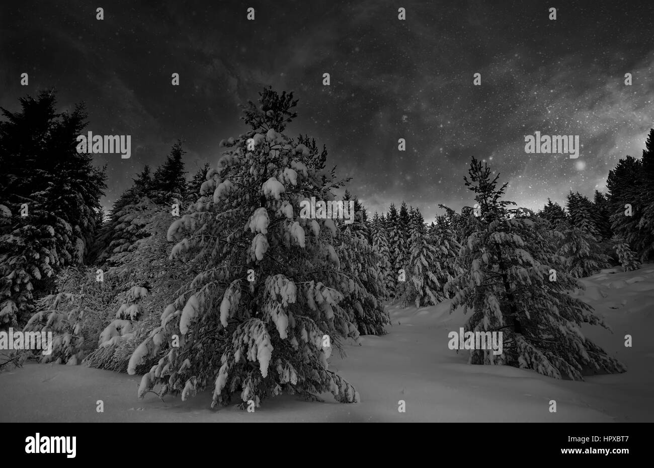 black and white nigh winter landscape with big pine trees and sky with many stars- elements of this image are furnished by NASA Stock Photo