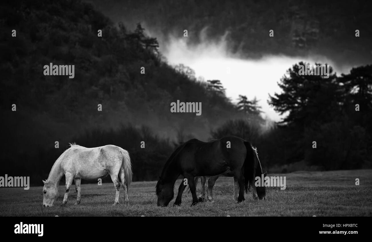 black and white landscape with black and white horses in meadows near ...