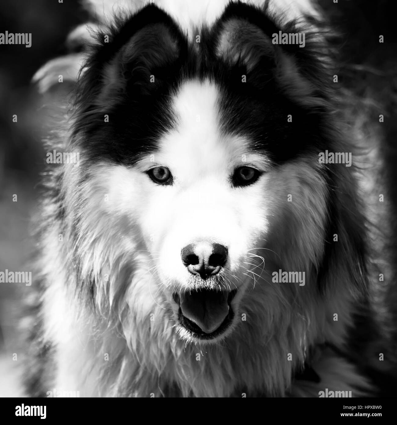 Abstract black and white close-up dog portrait, malamute dog in the forest Stock Photo