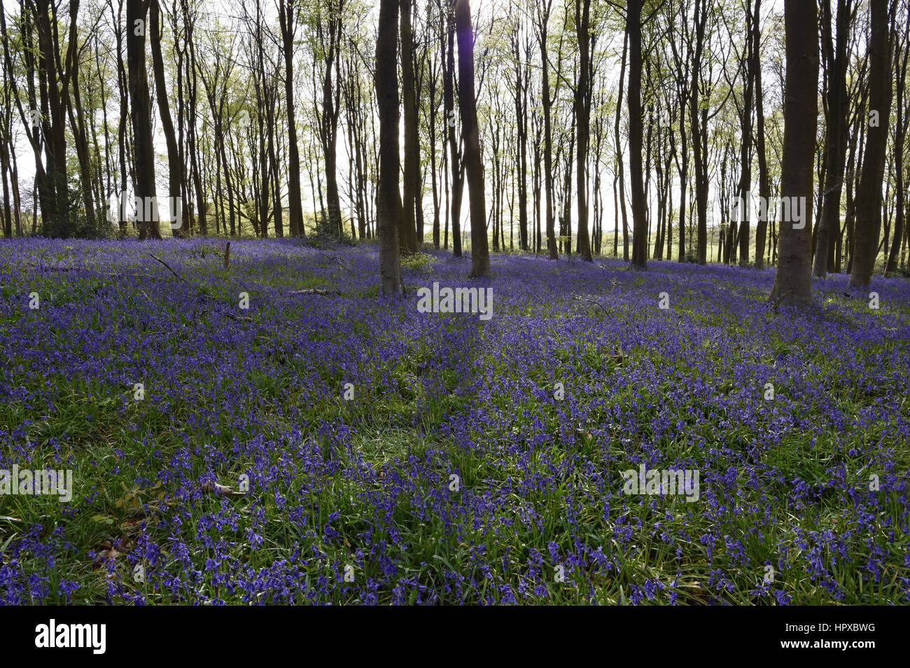 Bluebells at Micheldever Wood in Hampshire Stock Photo