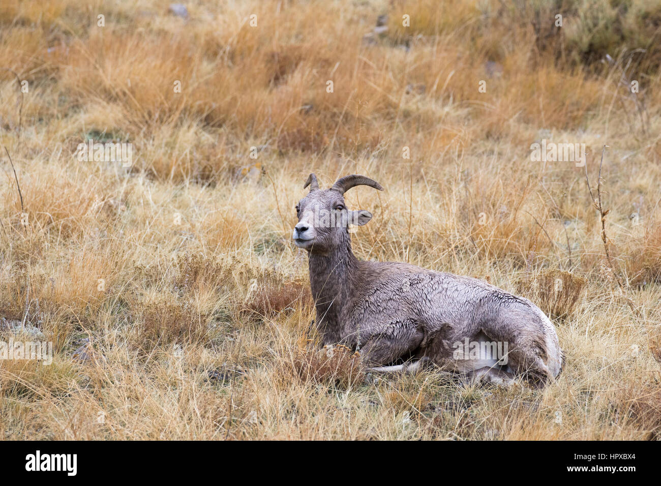 Nap time for bighorn sheep ewe, time to ruminate in grass Stock Photo