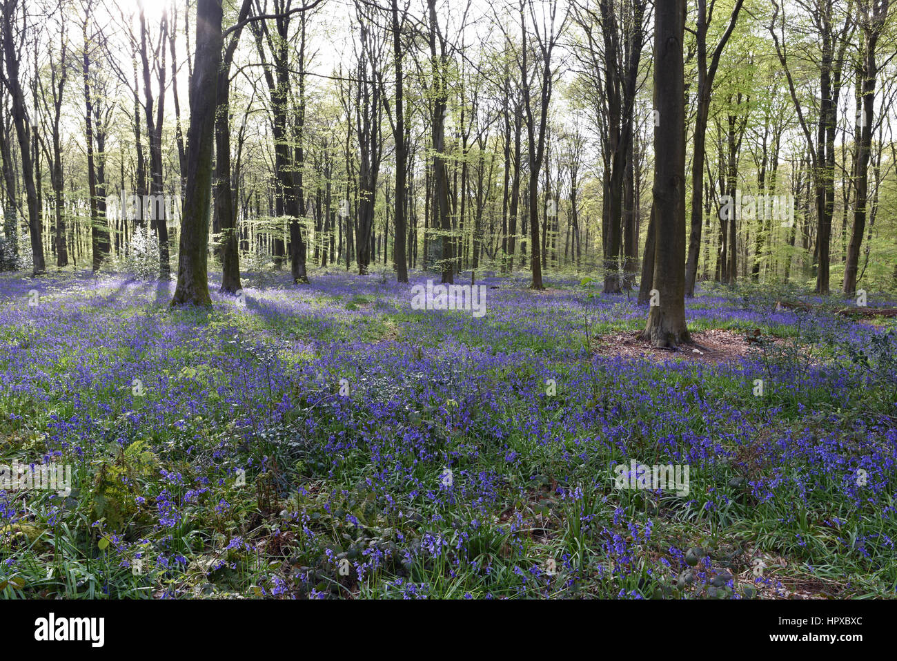 Bluebells at Micheldever Wood in Hampshire Stock Photo