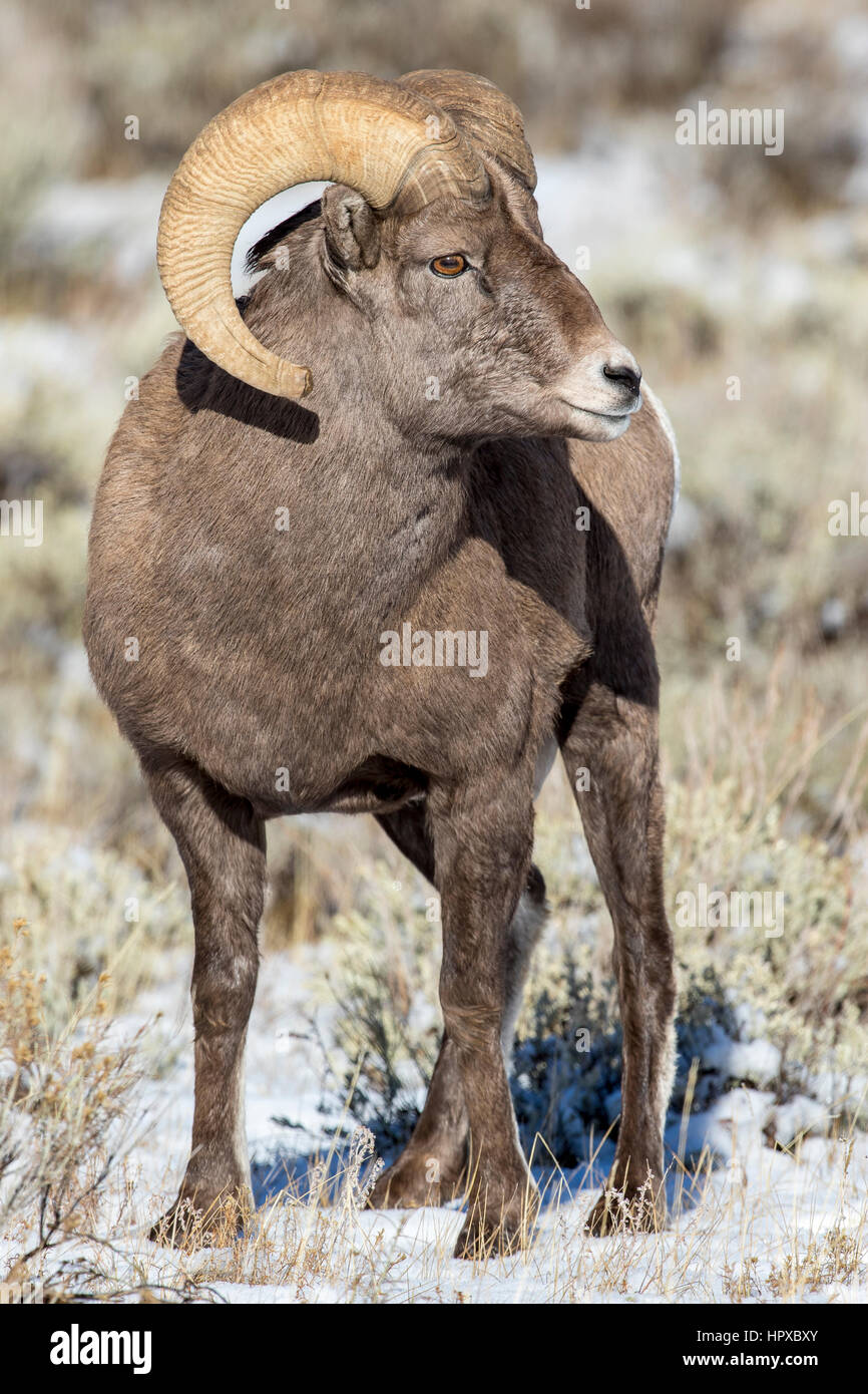 Bighorn sheep ram during rut with a little snow on ground Stock Photo ...