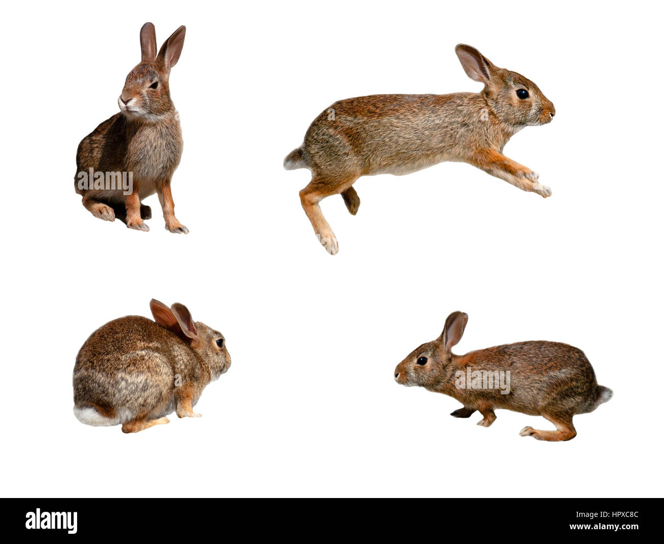 Wild rabbits collage on pure white background Stock Photo
