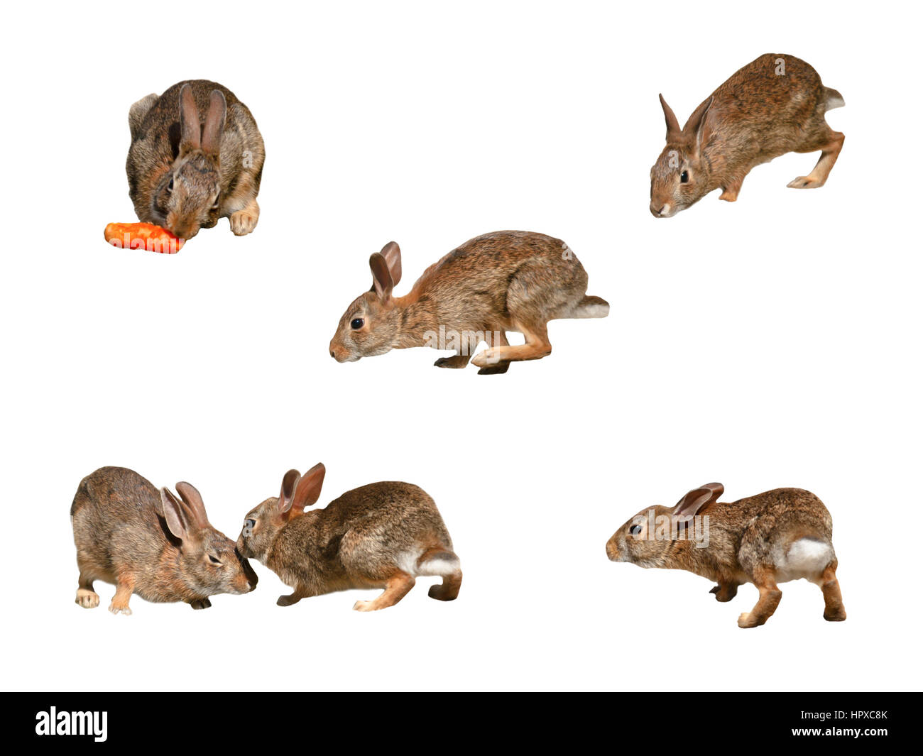 Wild rabbits collage page 2 on pure white background Stock Photo