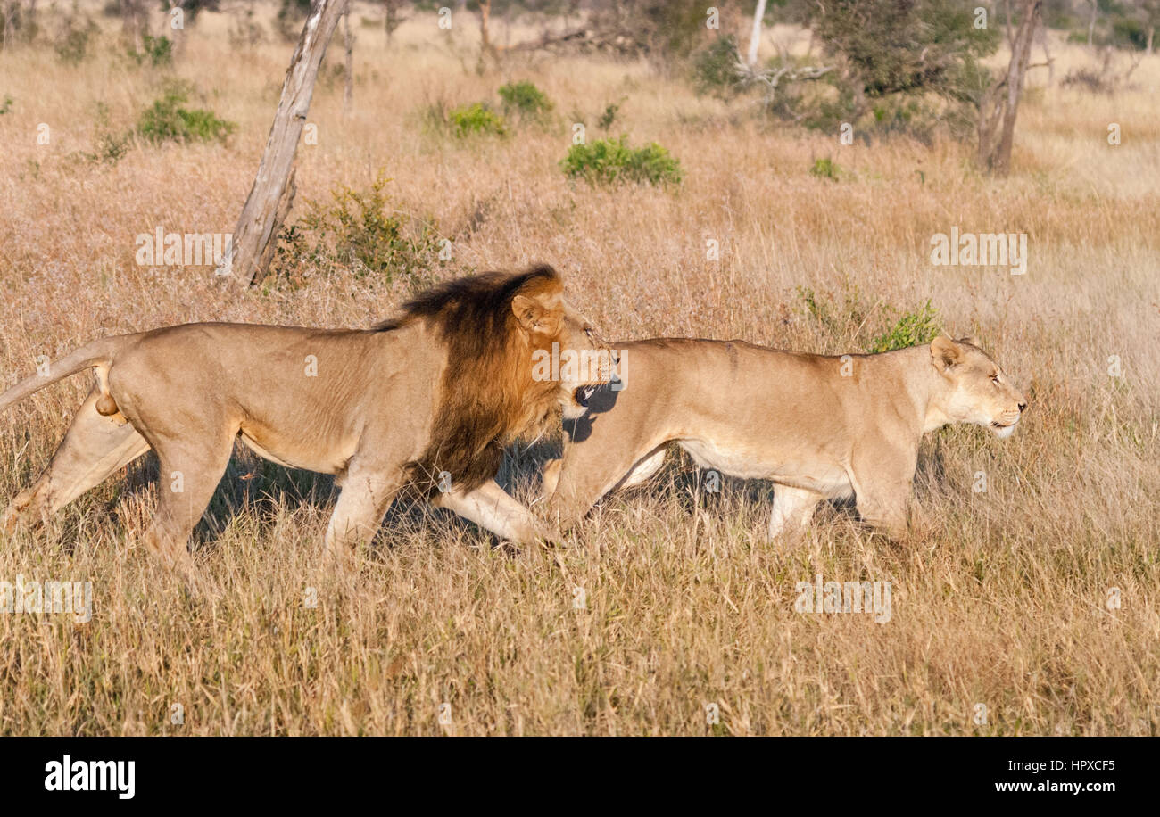 Lion and Lioness hunting at Kruger National Park, South Africa Stock Photo