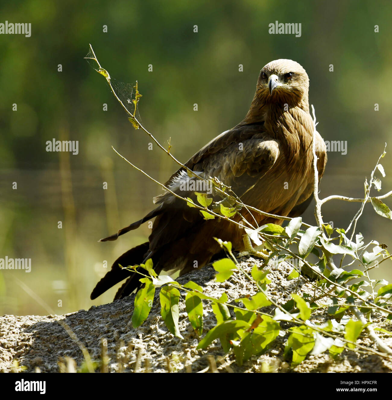 Kite bird Stock Photo