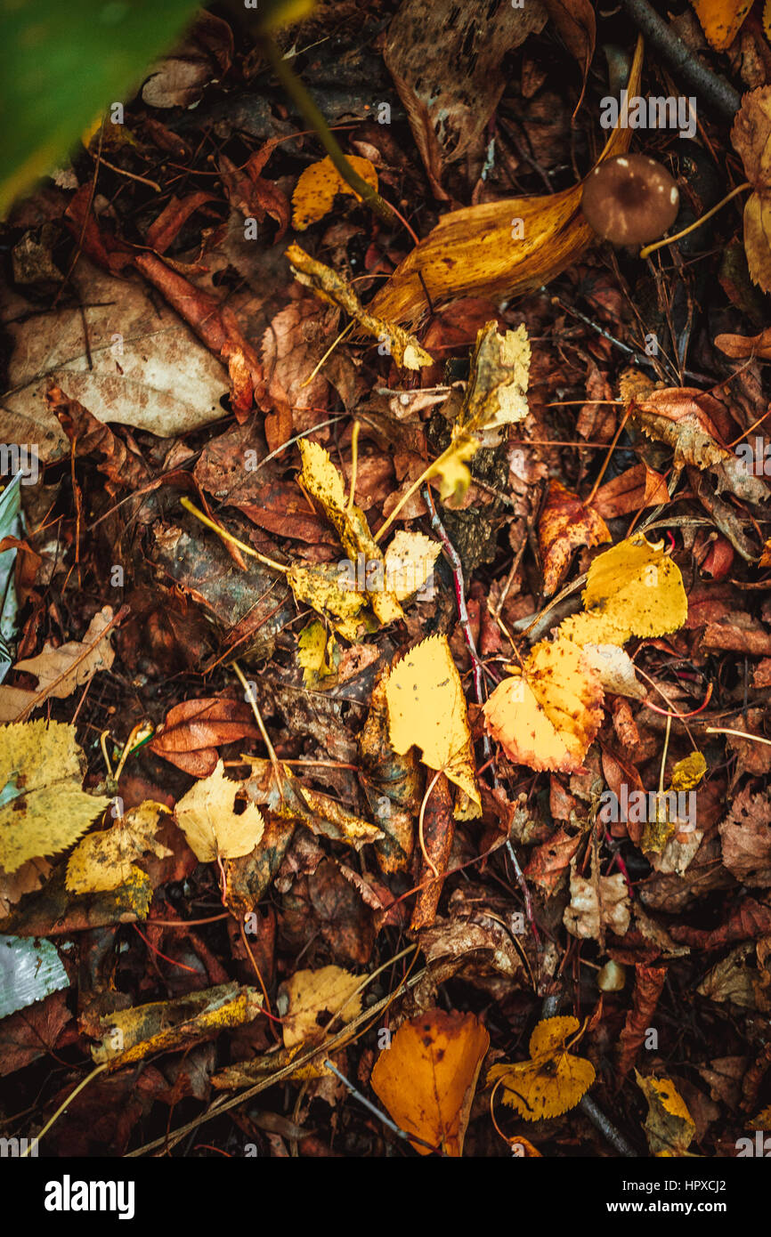 autumn leaves yellow and green on the ground in the forest Stock Photo ...