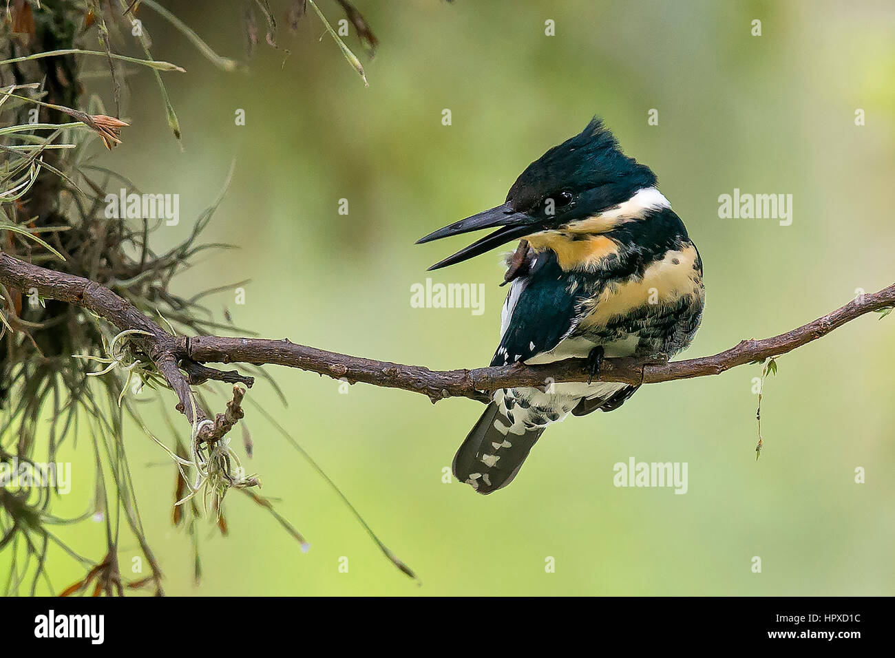 Green Kingfisher (Chloroceryle americana), Cali, Valle del Cauca Stock Photo