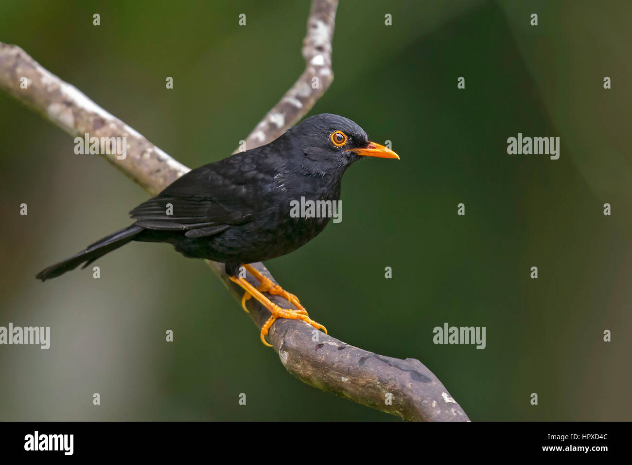 black Thrush (Turdus serranus), km 18, Cali, Colombia Stock Photo - Alamy