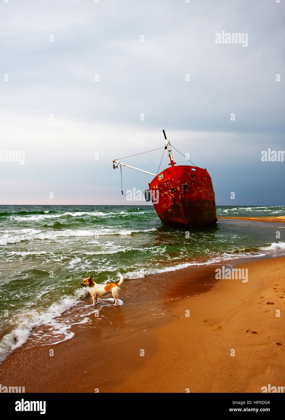 Dog near the ship after wreck on the coast Stock Photo