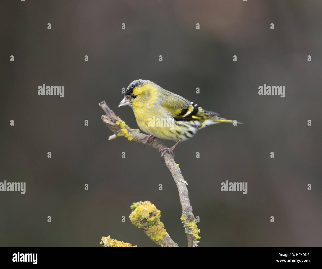 Siskin (Carduelis spinus) male, on a branch in winter,2017, Shropshire borders Stock Photo