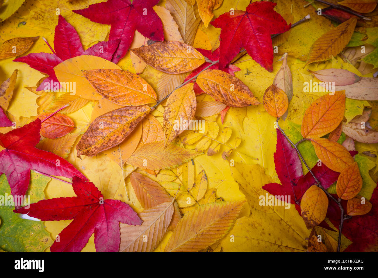 Autumn Leaves Background. Leaves tree maple Stock Photo - Alamy