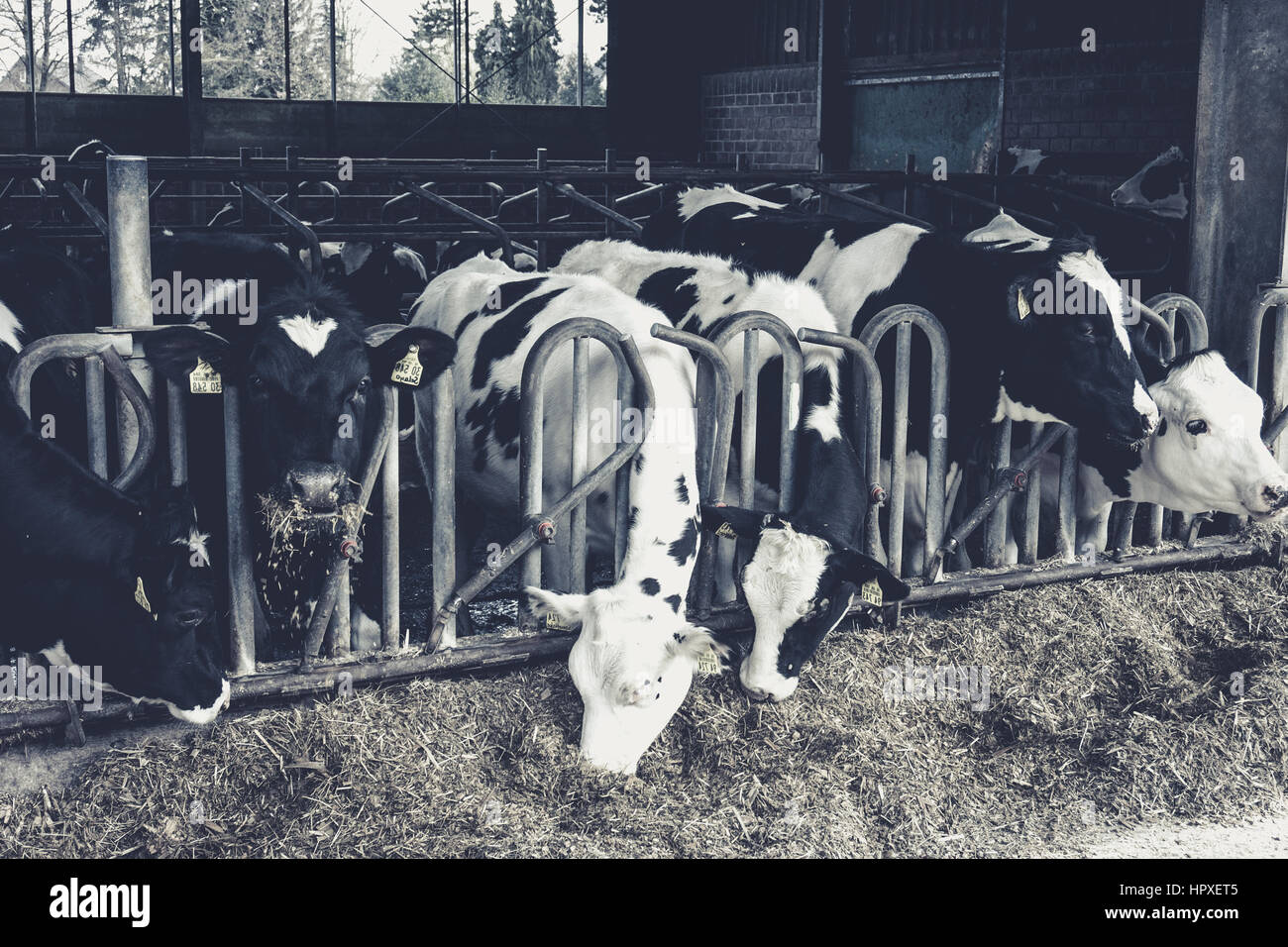 Cows in a farm. Dairy cows. black and white photography Stock Photo - Alamy