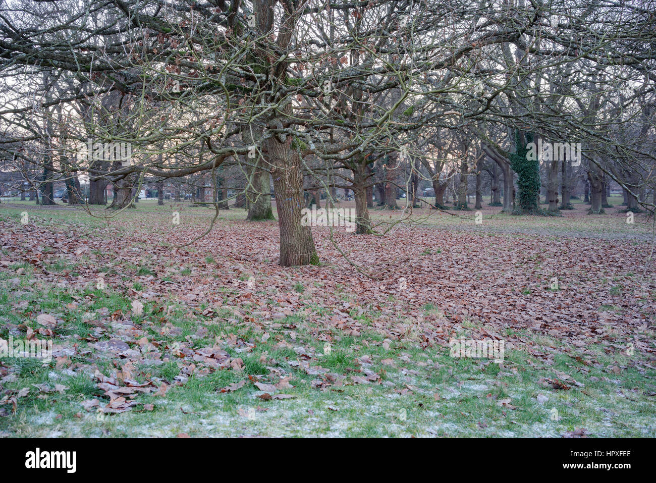 Hartley Wintney commons in winter Stock Photo Alamy