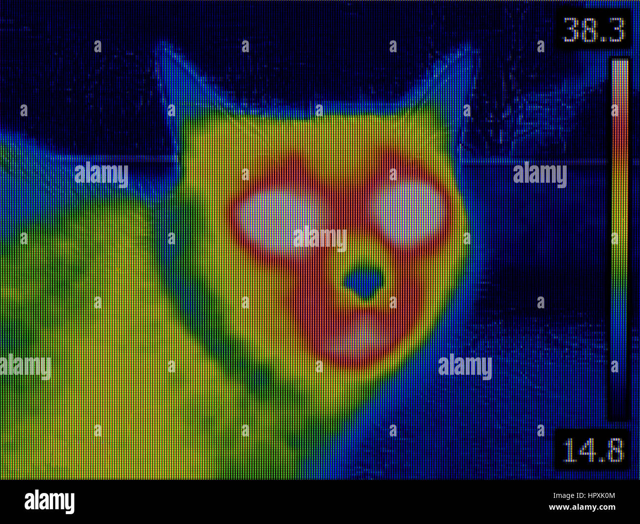 Fever Thermal Image of Cat Head Stock Photo