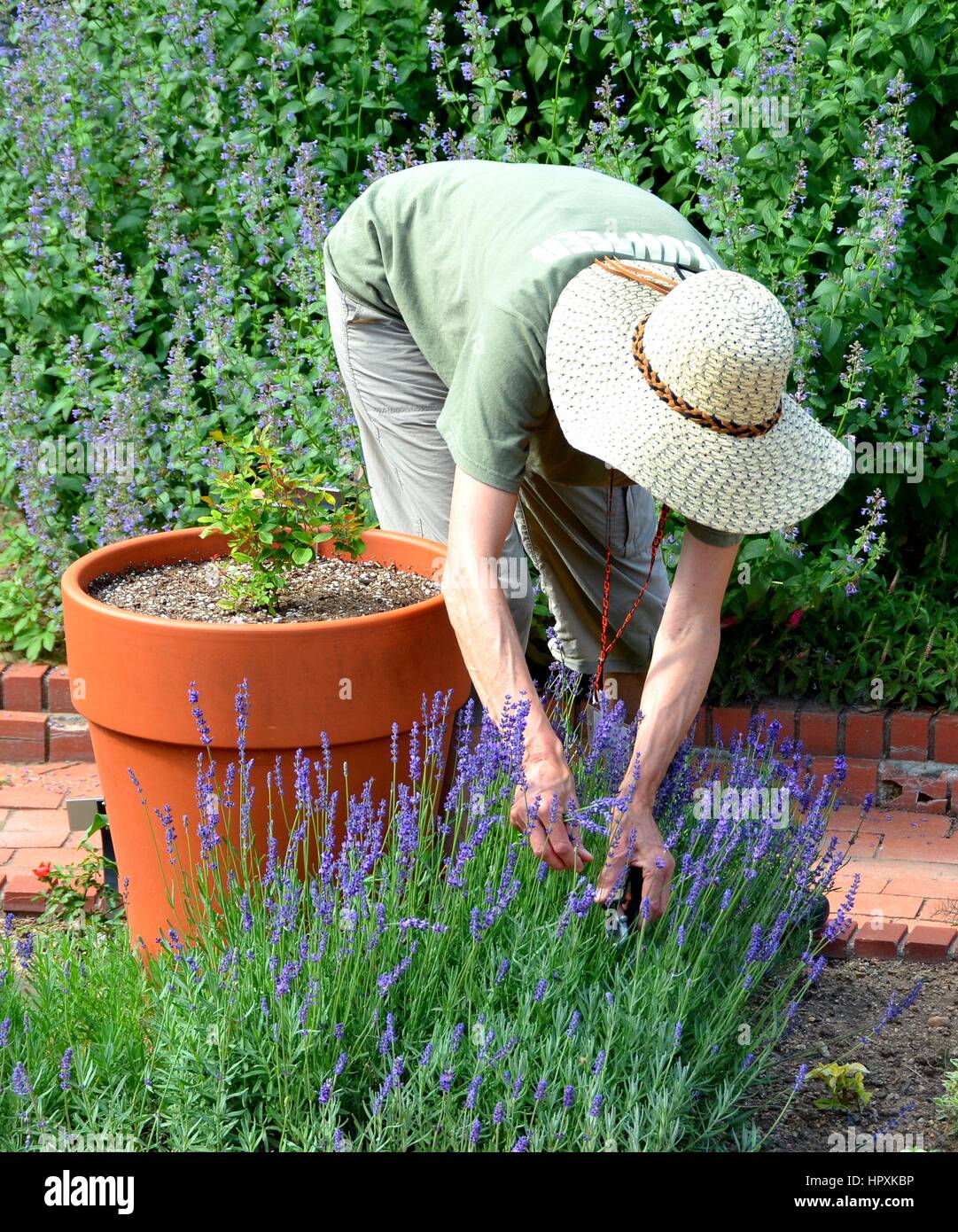 Unidentified Gardner working on a Lavender Plant Stock Photo