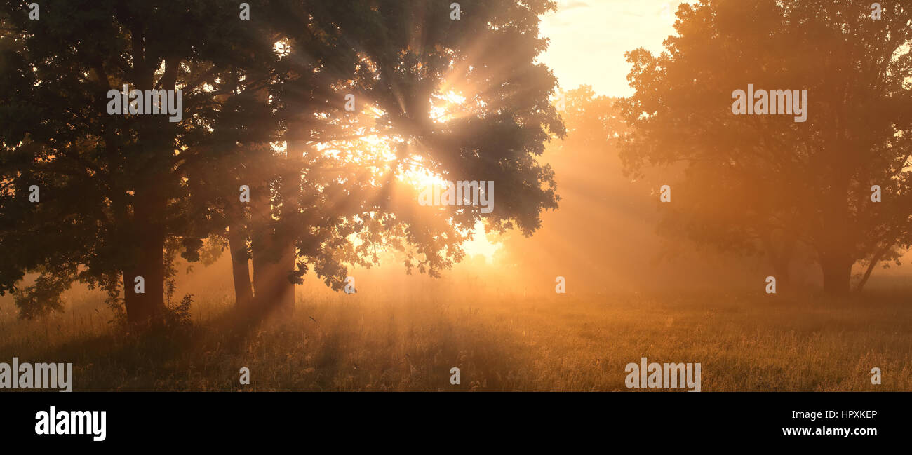 Morning sunlight in forest coming throw tree Stock Photo