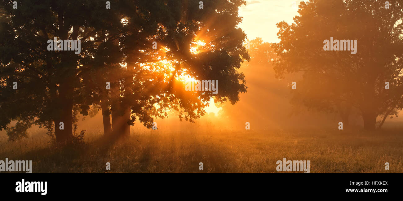 brown colour sunset with light coming throw tree Stock Photo