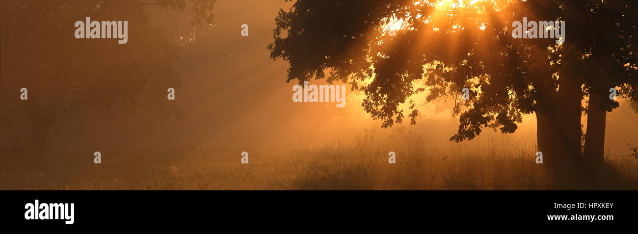Morning orange sunlight in a forest coming throw big tree Stock Photo