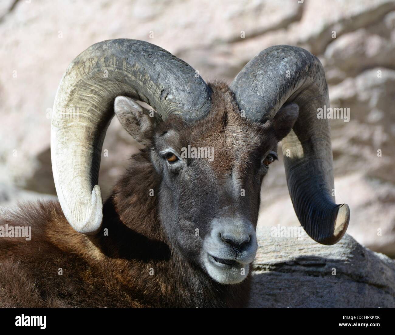 Rocky Mountain Bighorn Sheep Stock Photo - Alamy