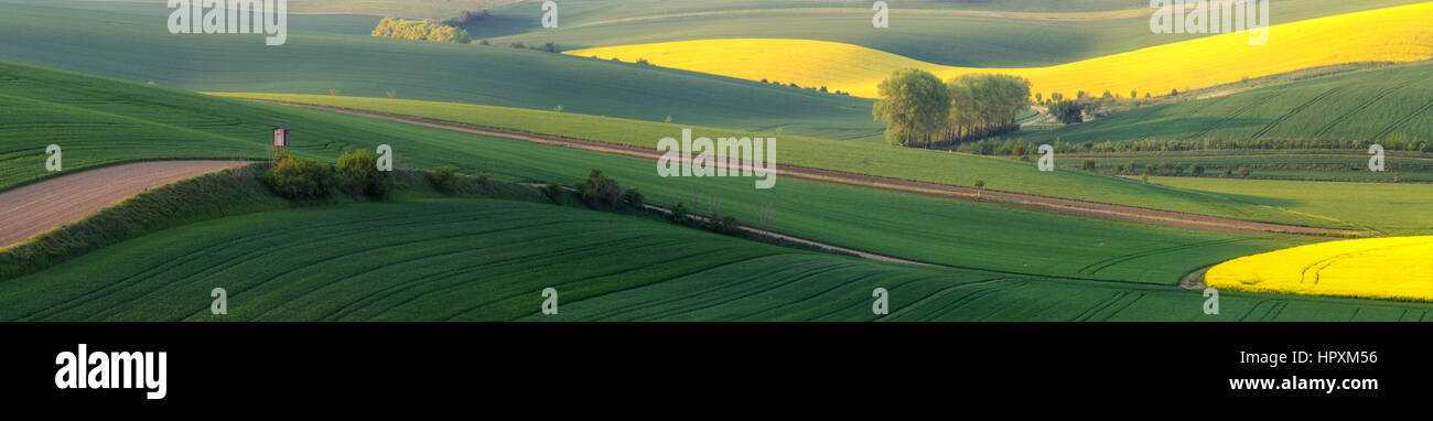 Color summer fields wave shape yellow and green colour Stock Photo