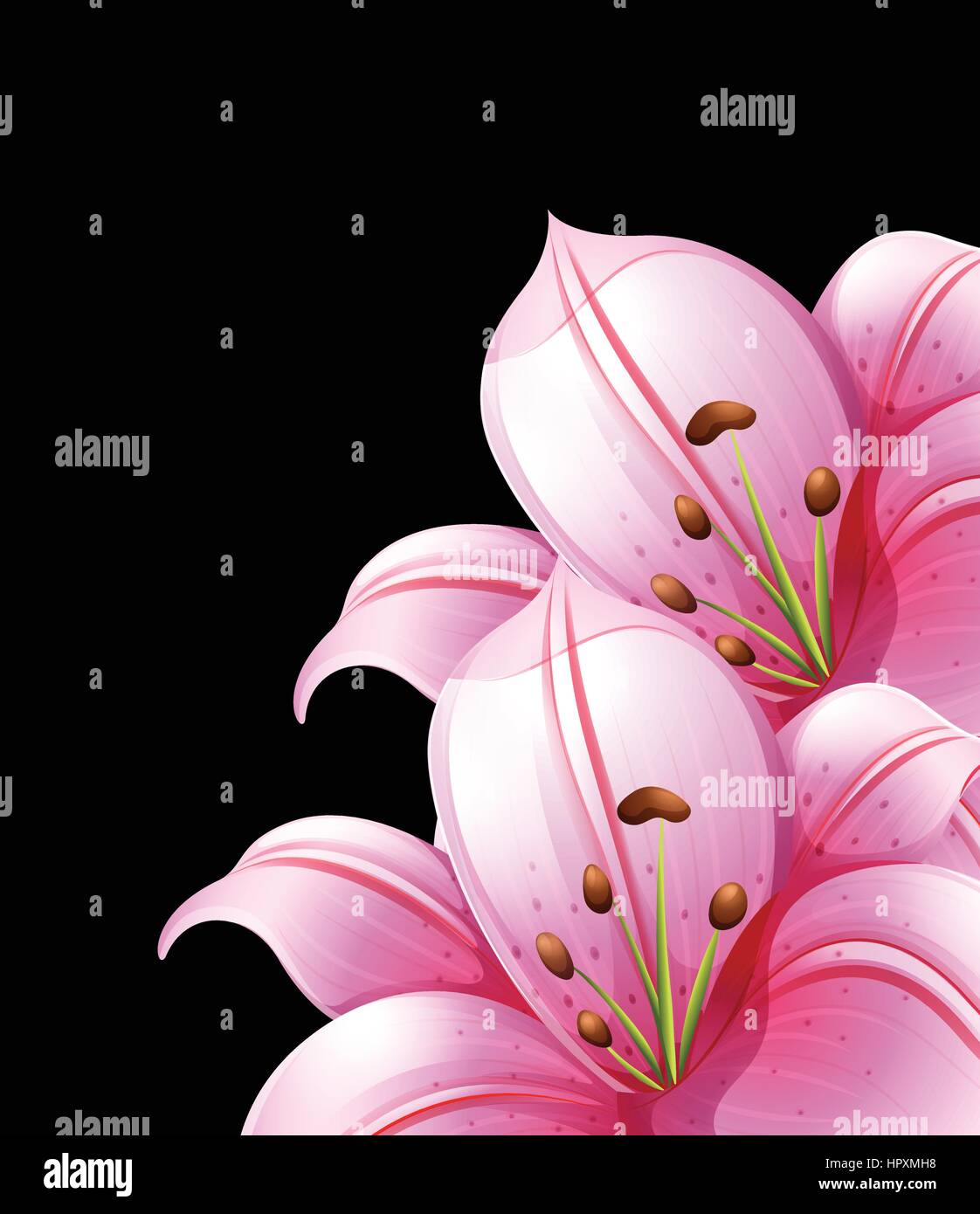 Pink lily flowers on black background illustration Stock Vector Image ...