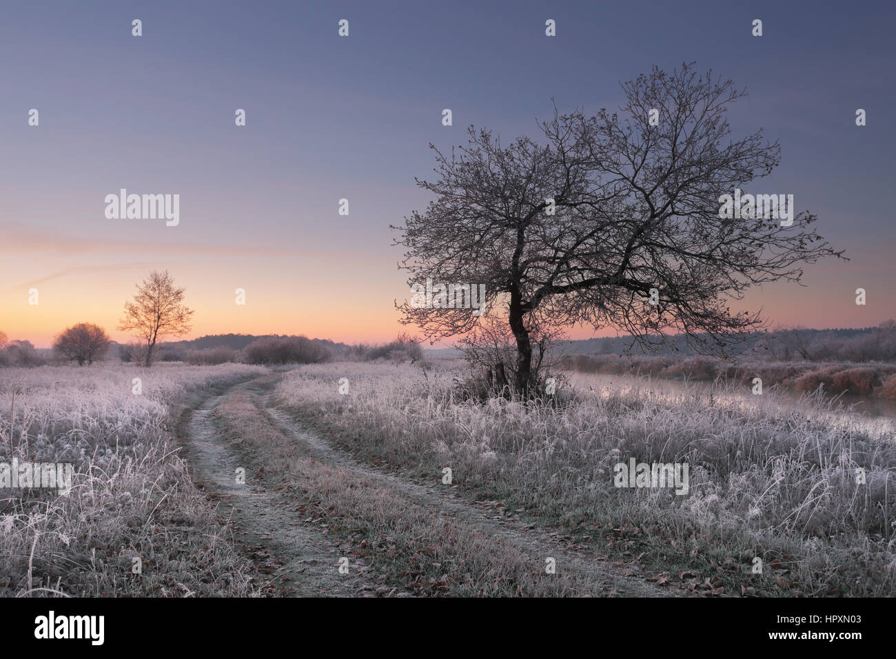 Frosty winter morning. Bright winter dawn. One tree on frozen meadow. Stock Photo