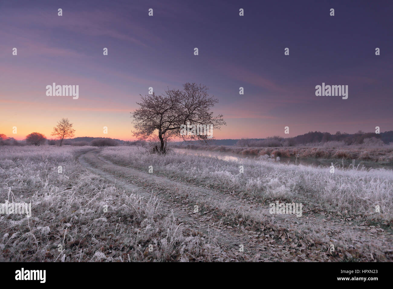 Grass and falling leaves with hoarfrost in winter morning. xmas dawn wih color sky. Stock Photo